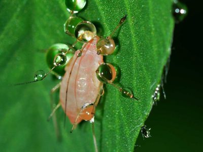 Blattläuse bekämpfen - mit natürlichen Hausmitteln