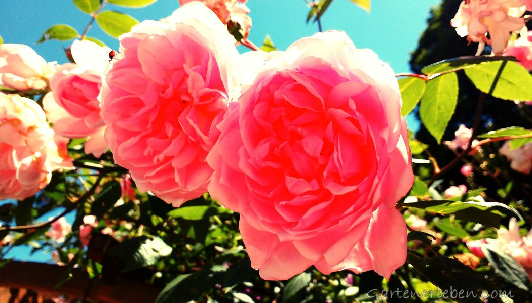 Blüten von zwei rosa Rosen