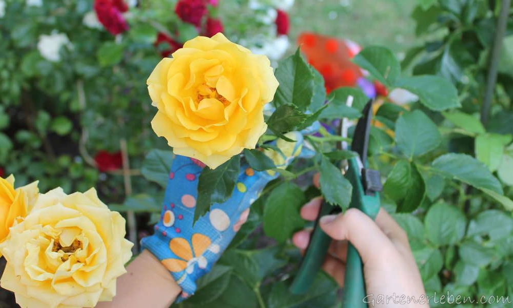 Rosen schneiden: Gelbe Rose mit Gartenschere geschnitten