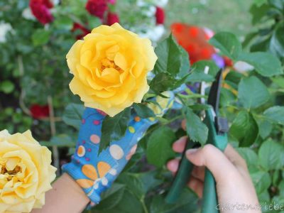 Rosen schneiden: Gelbe Rose mit Gartenschere geschnitten