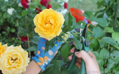 Rosen schneiden: Gelbe Rose mit Gartenschere geschnitten