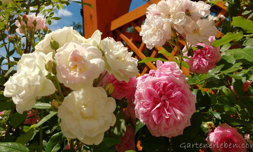 Rosa und weiße Rosen im Sommer