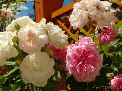 Rosa und weiße Rosen im Sommer