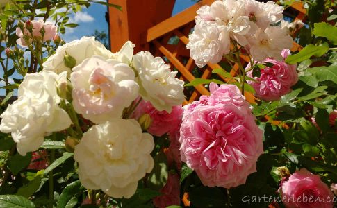 Rosa und weiße Rosen im Sommer