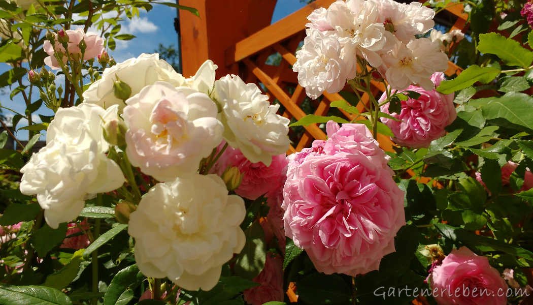 Rosa und weiße Rosen im Sommer