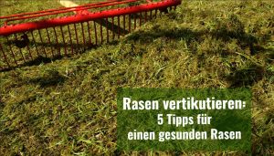 Rasen vertikutieren 5 einfache Schritte für einen gesunden Rasen