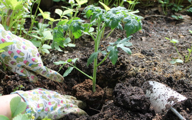Tomaten ziehen 5 einfache Tipps für gesunde Tomaten