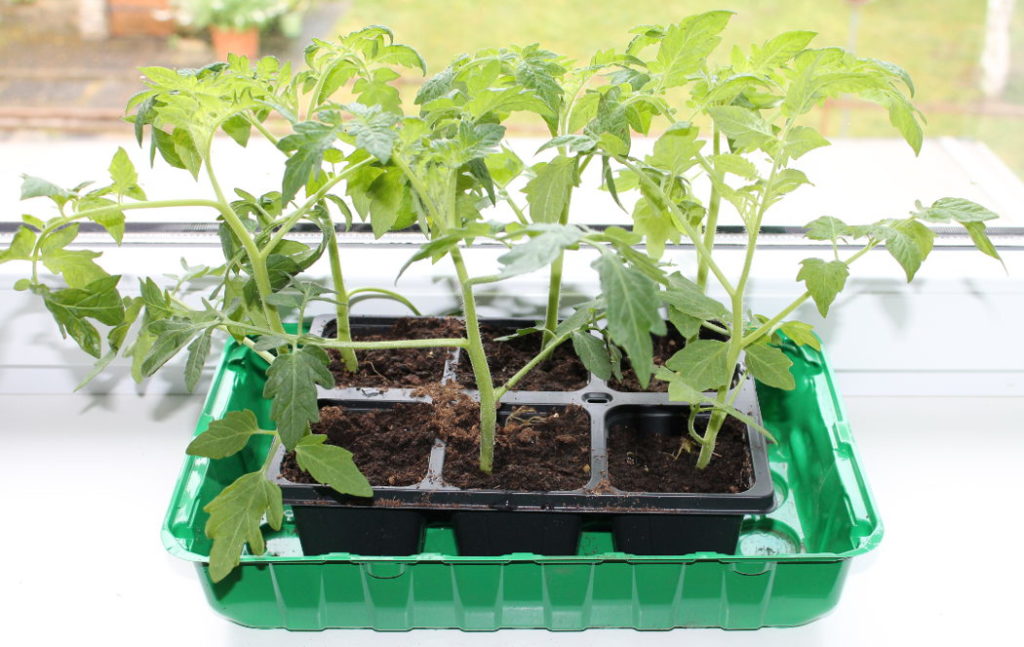 Tomaten ziehen am Fensterbrett