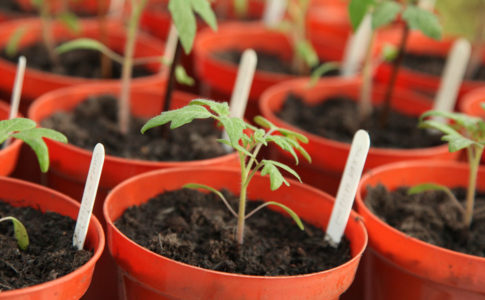 tomaten ziehen in kleinen Töpfen