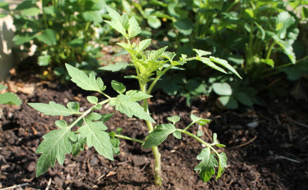 Tomatenjungpflanze im Beet